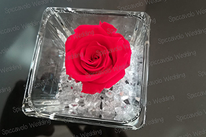 rosa stabilizzata