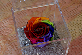 rose stabilizzate multicolor
