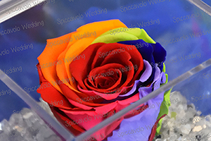 rose stabilizzate multicolor