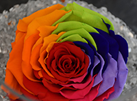 rose stabilizzate arcobaleno multicolor